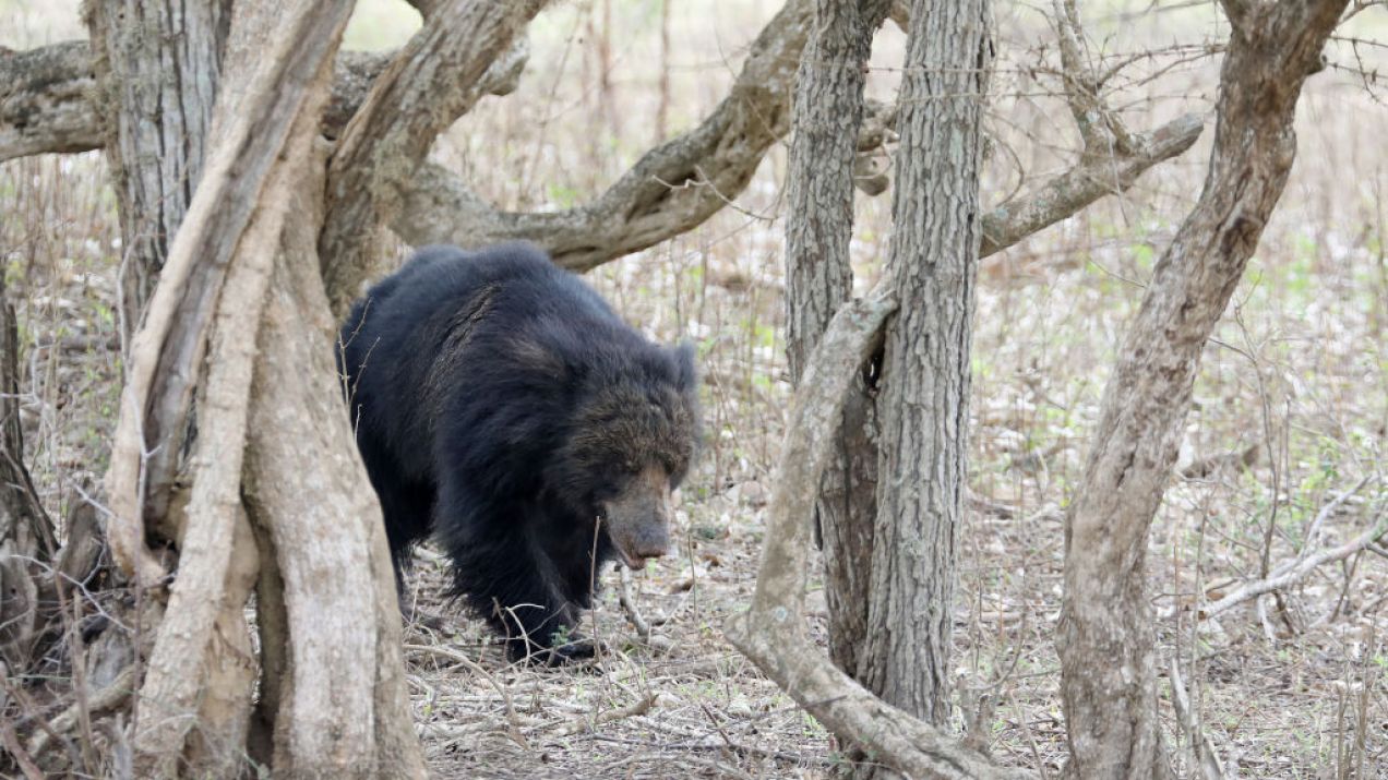 Niedźwiedzie brunatne obudziły się wcześniej niż zwykle (fot. Getty Images)