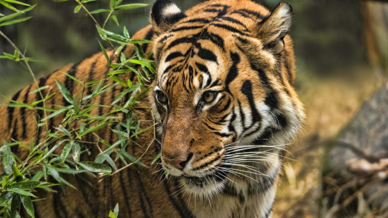 Tygrys w zoo zarażony koronawirusem. To pierwszy taki przypadek na świecie
