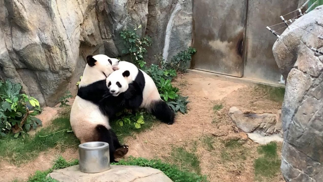 Zakochane pandy