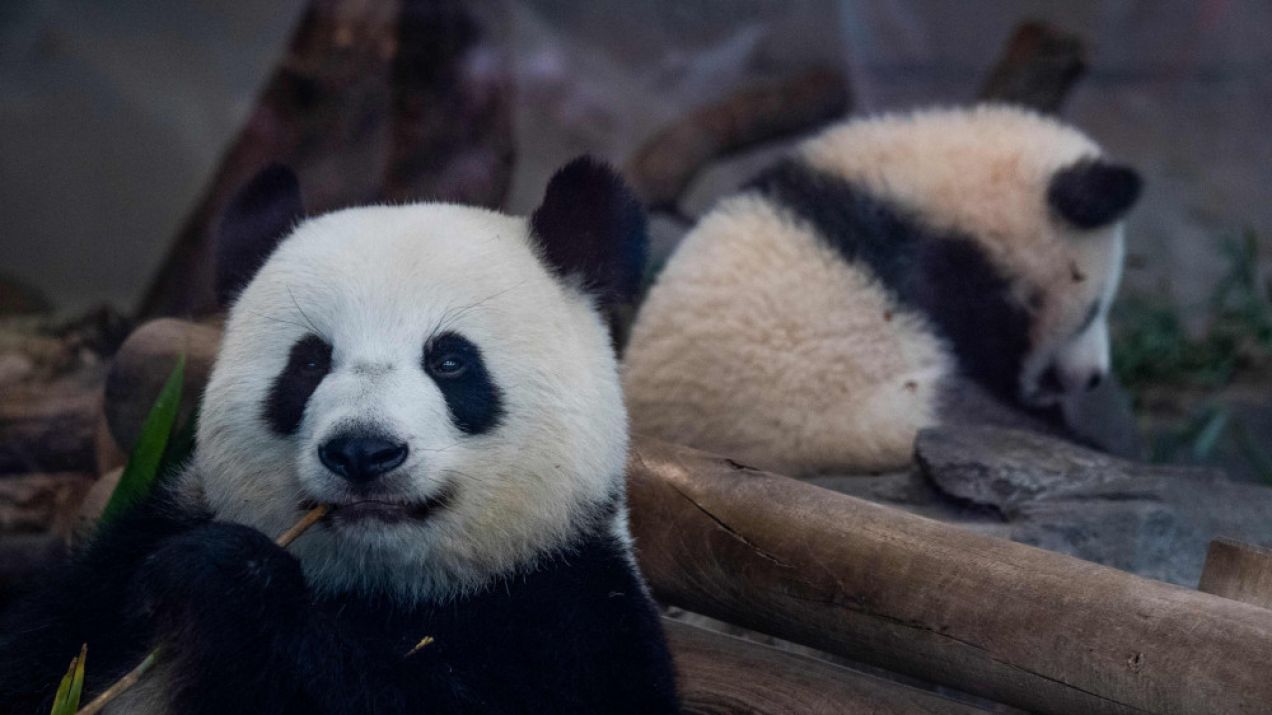 Misie panda w berlińskim zoo fot. JOHN MACDOUGALL/AFP/East News