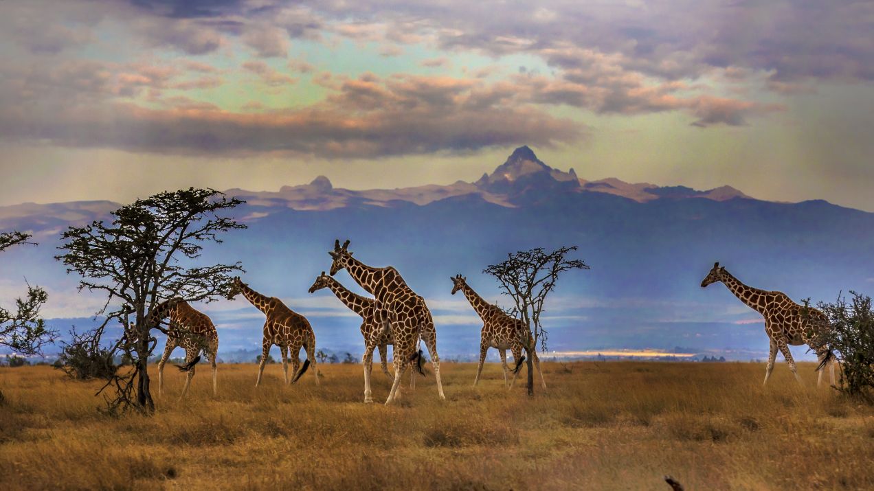 Kenia: jak się przygotować do podróży i jak zadbać o bezpieczeństwo? (fot. Getty Images)