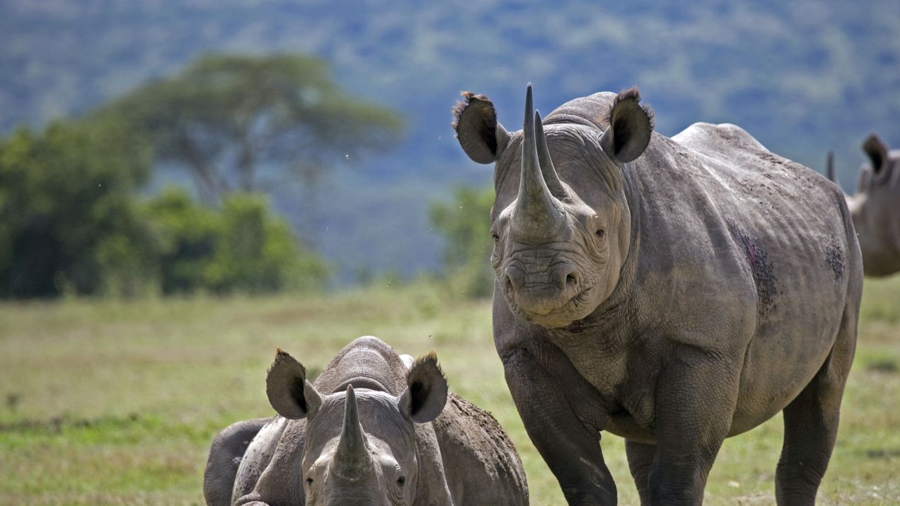 Czarne nosorożce fot. Getty Images