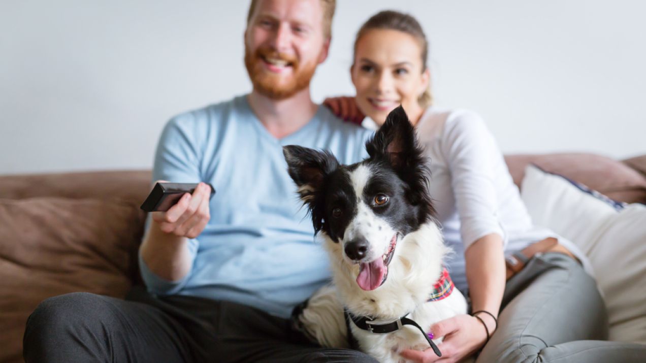 Niektóre psy naprawdę lubią telewizję. Dlaczego tak się dzieje i co oglądają czworonogi? (fot. fot. Shutterstock)