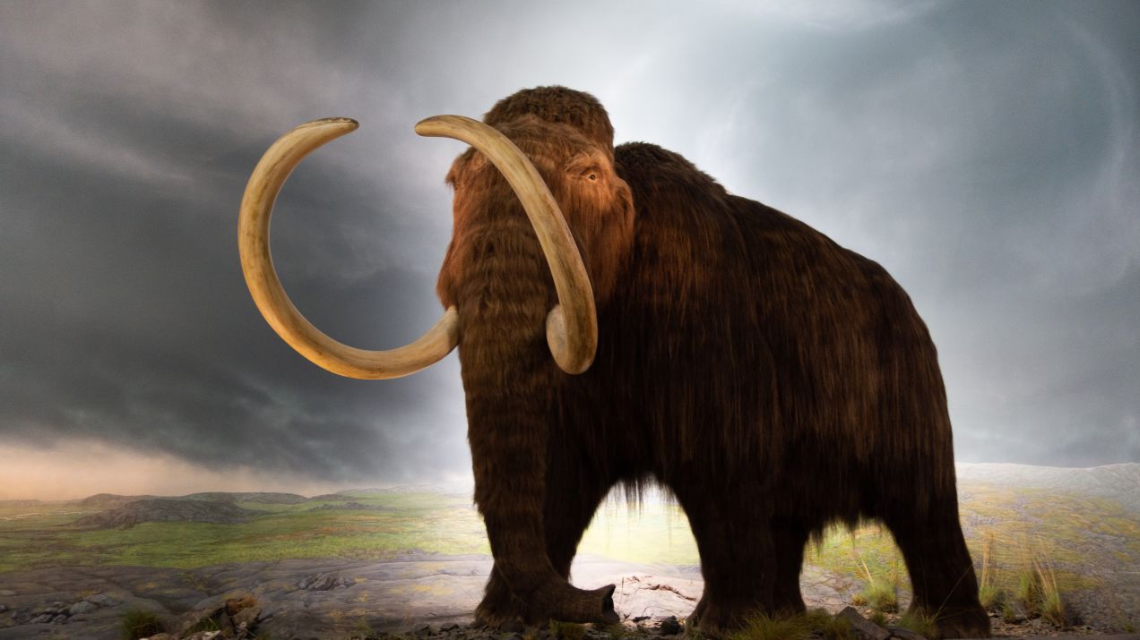 Pierwsi Amerykanie mieszkali obok gigantycznych mamutów. Mamy dowody sprzed 14 tys. lat. / Fot. Thomas Quine/ CC BY 2.0 DEED/Wikimedia Commons