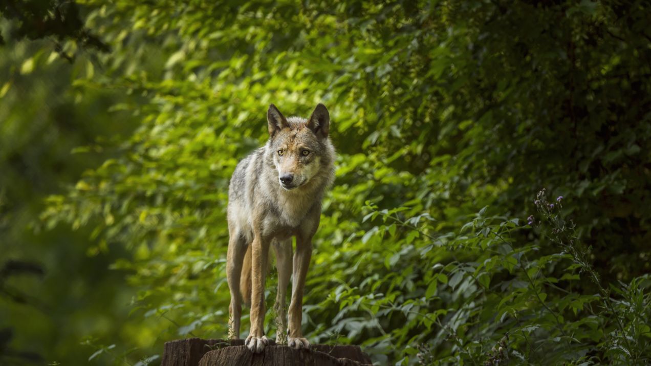 Na kilka dekad wilki zniknęły z podwarszawskiego parku (fot. Getty Images)