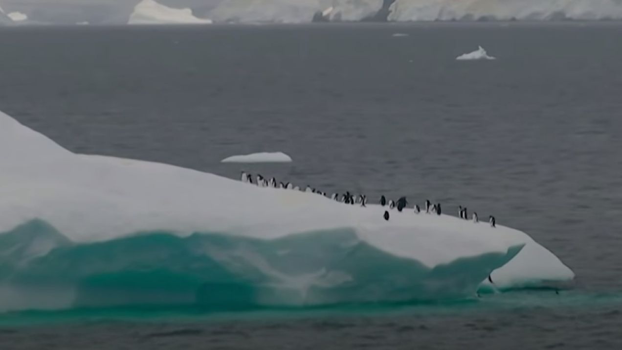 Antarktyda zielenieje. Ale to nie trawa fot. Guardian/YT