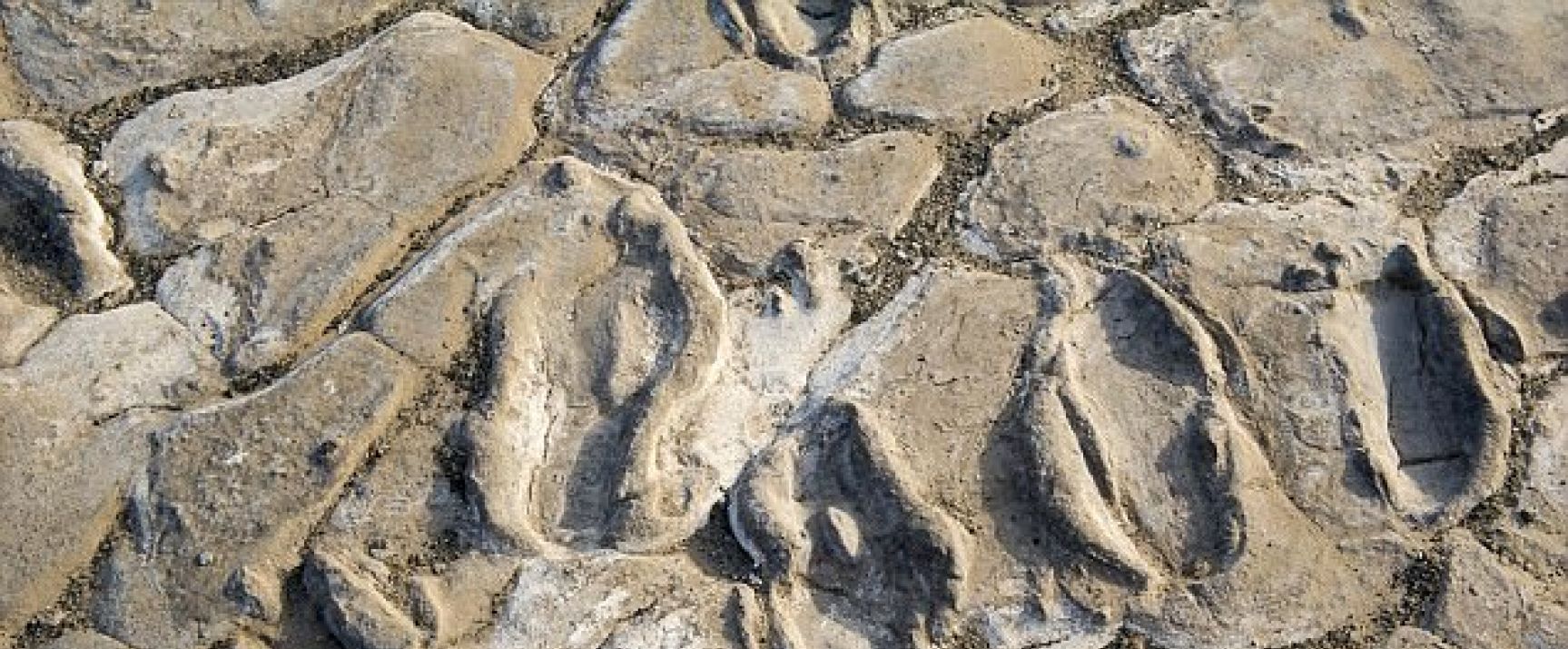 Ślady mogą liczyć od 6 000 do 19 000 lat (fot.  William Harcourt-Smith, CC BY-ND)