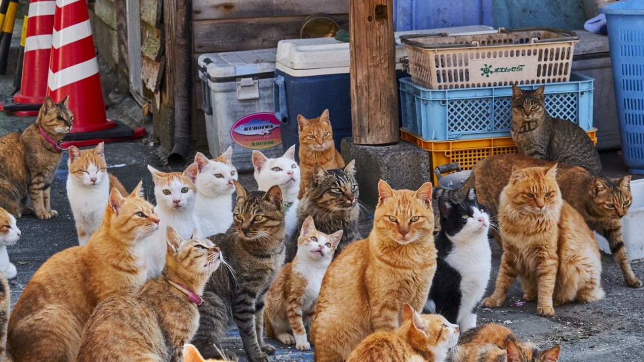 Aoshima: japońska wyspa kotów. Jaka jest jej historia i co można zwiedzić na Aoshimie? (fot. Getty Images)