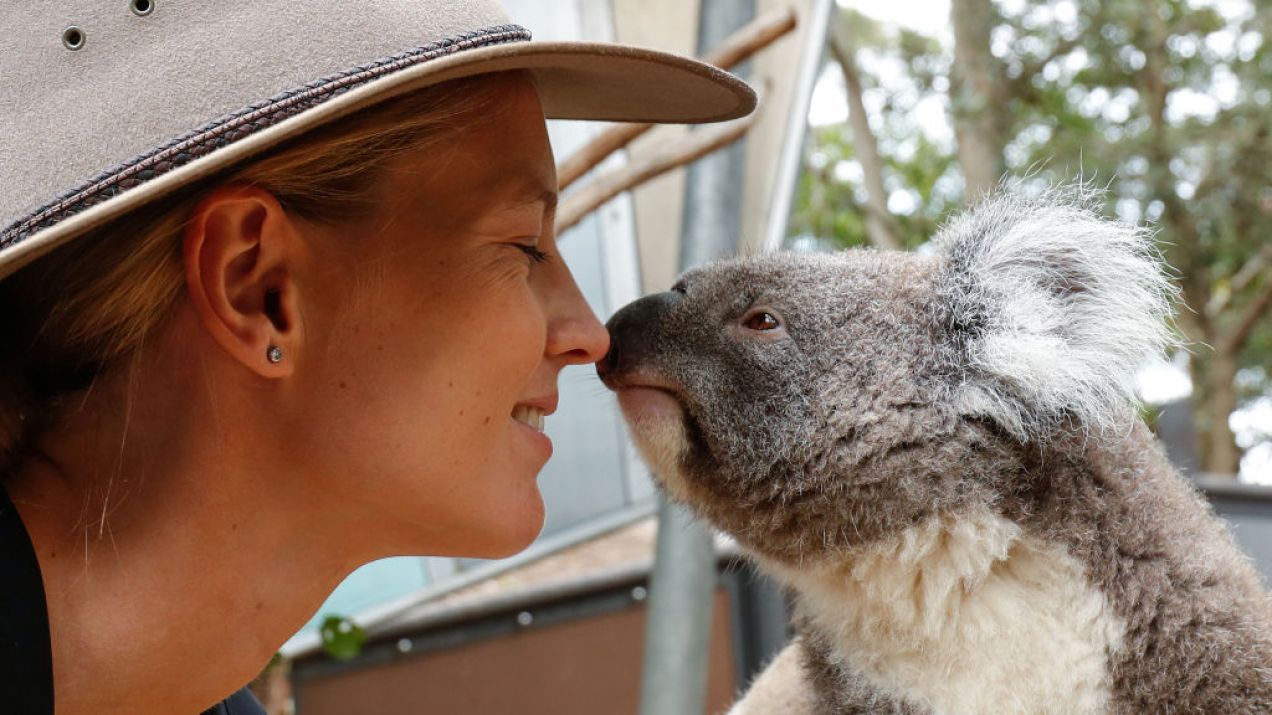 Misie koala potrzebują ochrony (fot. Getty Images)