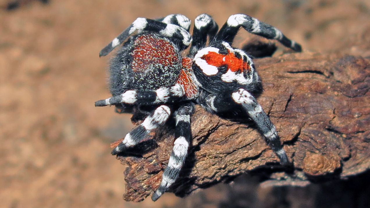 Loureedia Phoenixi. Nowo odkryty gatunek pająka nazwany na cześć Jokera (fot. Research Gate)