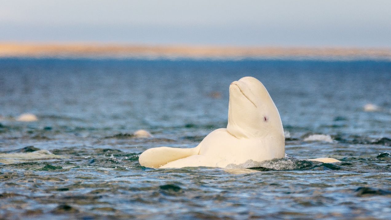 Białucha arktyczna to ssak z rodziny narwalowatych (fot. Getty Images/David Merron Photography)