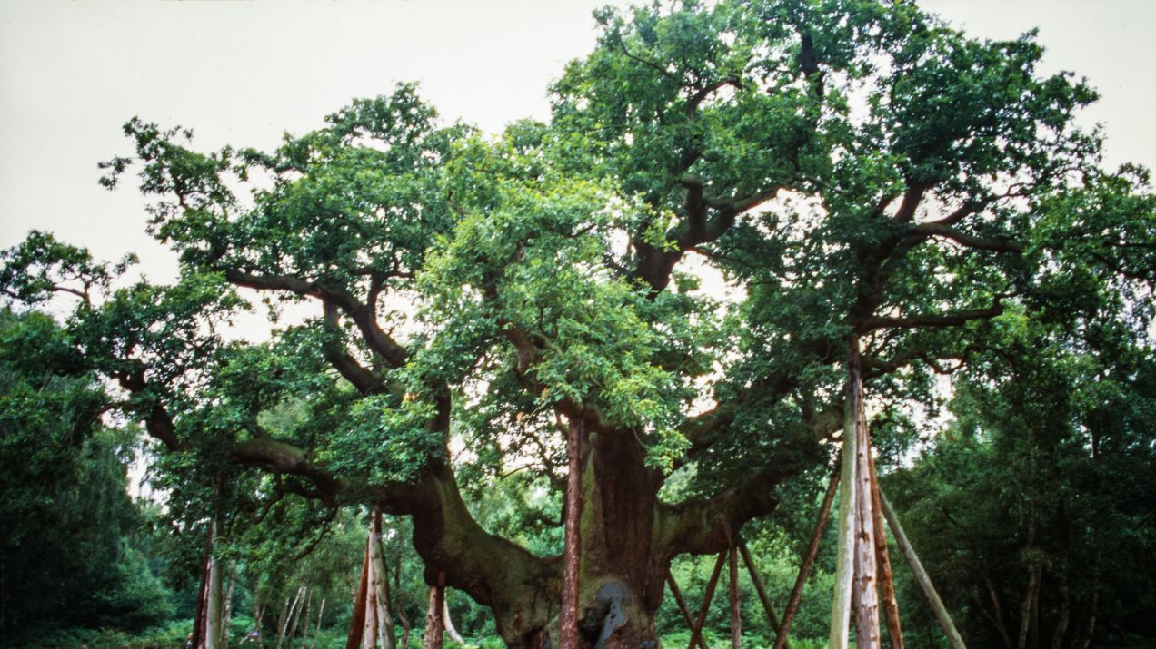 Major Oak może liczyć nawet 1100 lat (fot. Getty Images/©fitopardo)