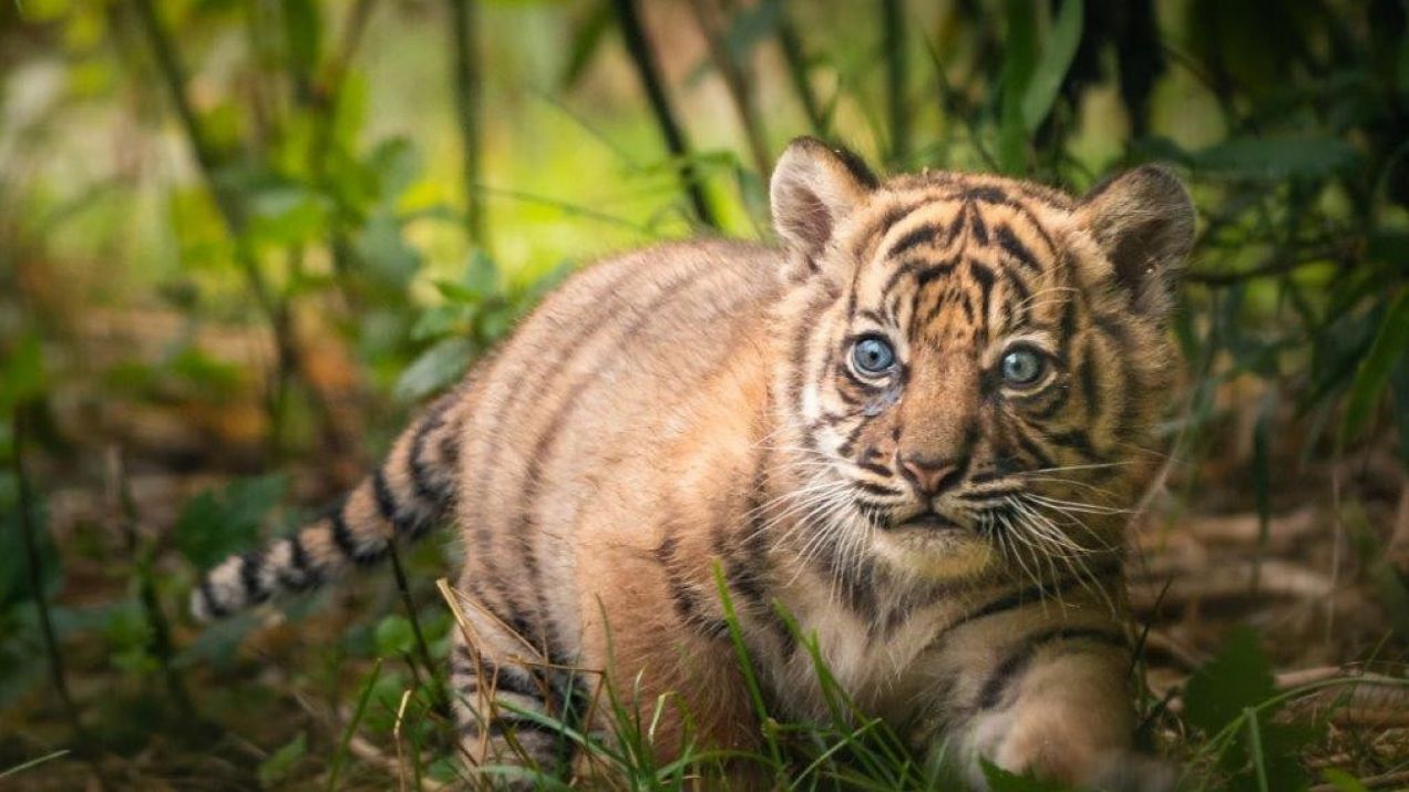Mała tygrysica ma zaledwie dwa miesiące (fot. ZOO Wrocław)