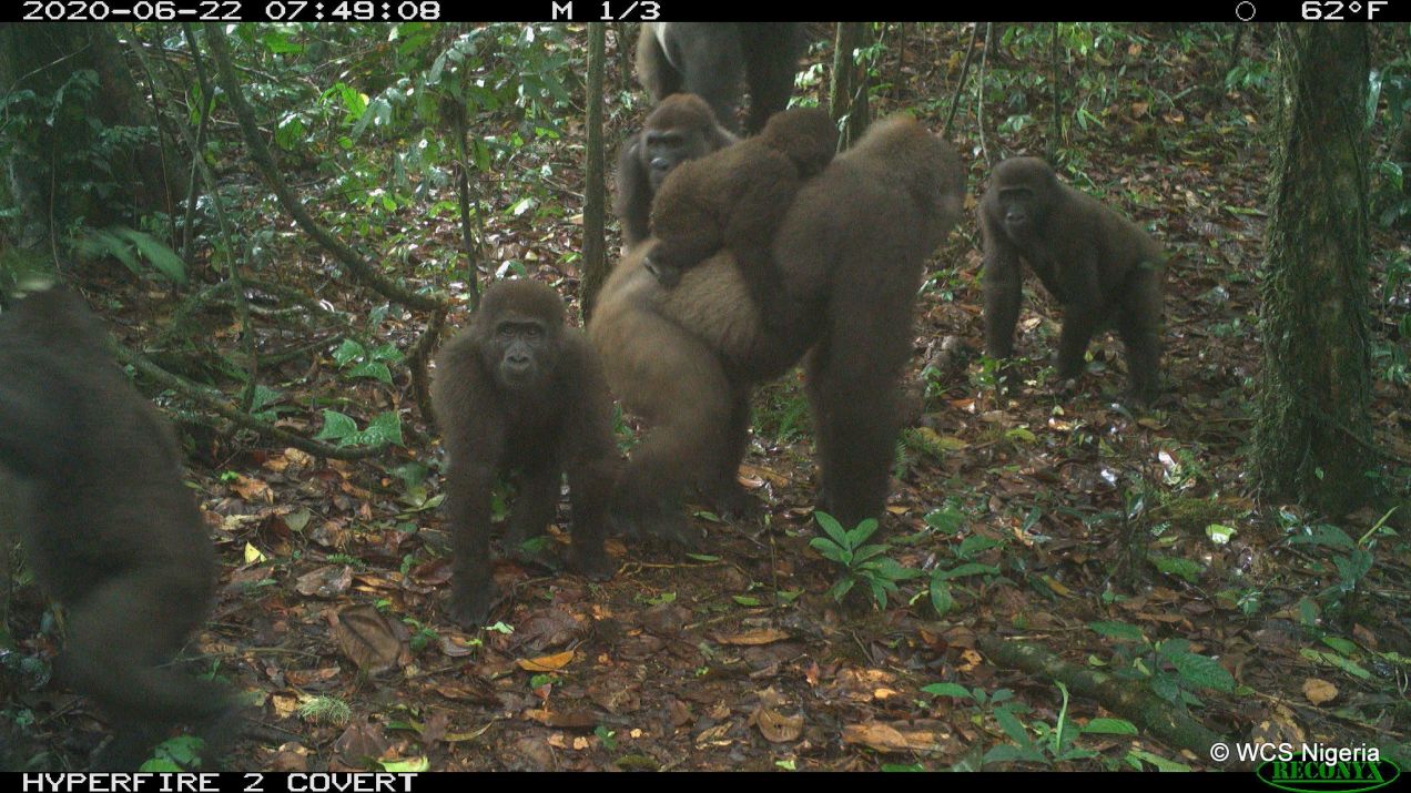 Najrzadsze goryle na świecie zauważone z dziećmi w nigeryjskim lesie