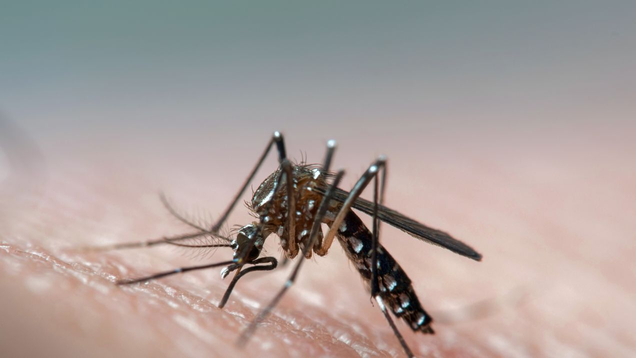 Wirus Zika jest przenoszony przez komary, szczególnie w cieplejszych rejonach Afryki i Ameryki Południowej (fot. Getty Images/Joao Paulo Burini)