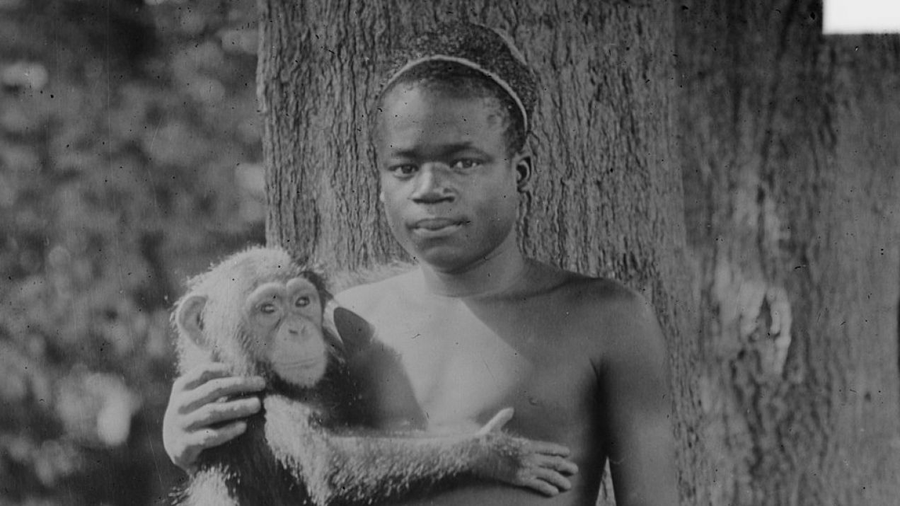 Benga miał spędzić w klatce w zoo miesiąc, ale w związku z ogromnym zainteresowaniem starano się zatrzymać go dłużej (Biblioteka Kongresu USA / domena publiczna)