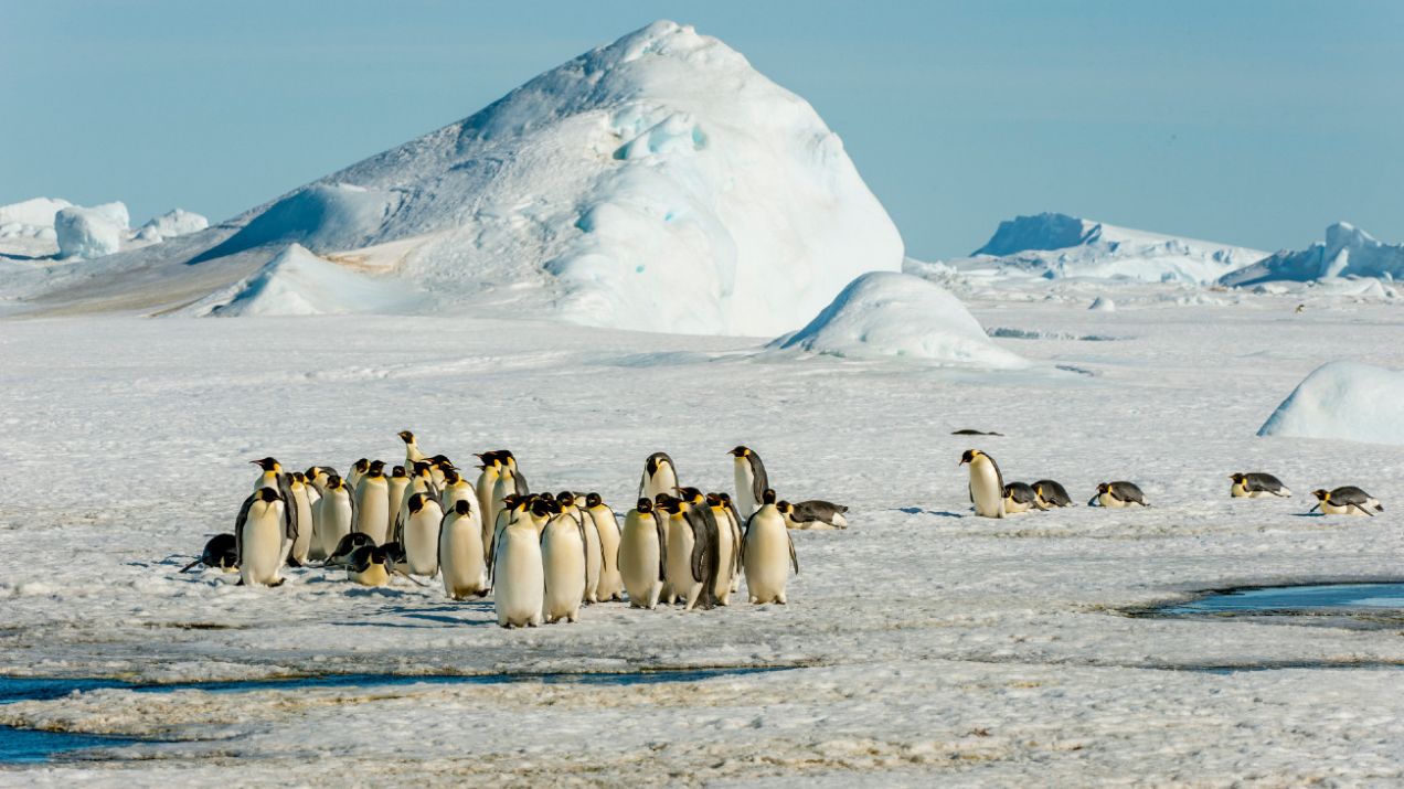 Dzięki odkryciu znana populacja pingwinów powiększy się nawet o 10 proc. (Photo by Wolfgang Kaehler/LightRocket via Getty Images)