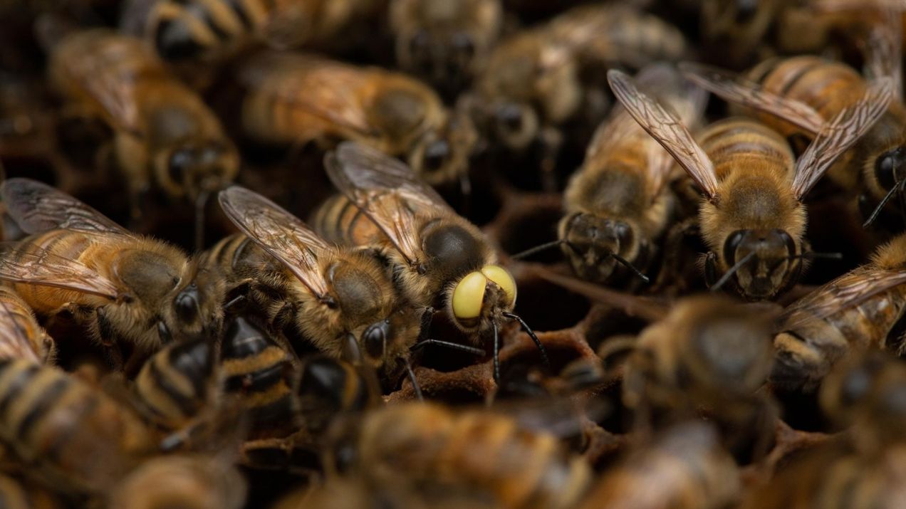 Jako pierwsza cecha zmutowanej pszczoły, wyróżniają się jej duże, kremowożółte oczy (Photograph by Annie O'Neill)