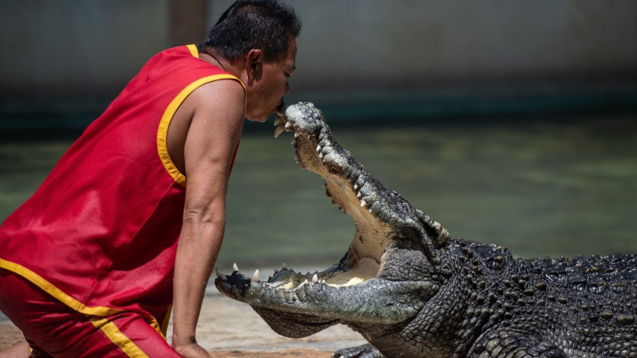 Krokodyl różańcowy: najwiekszy drapieznik na ladzie