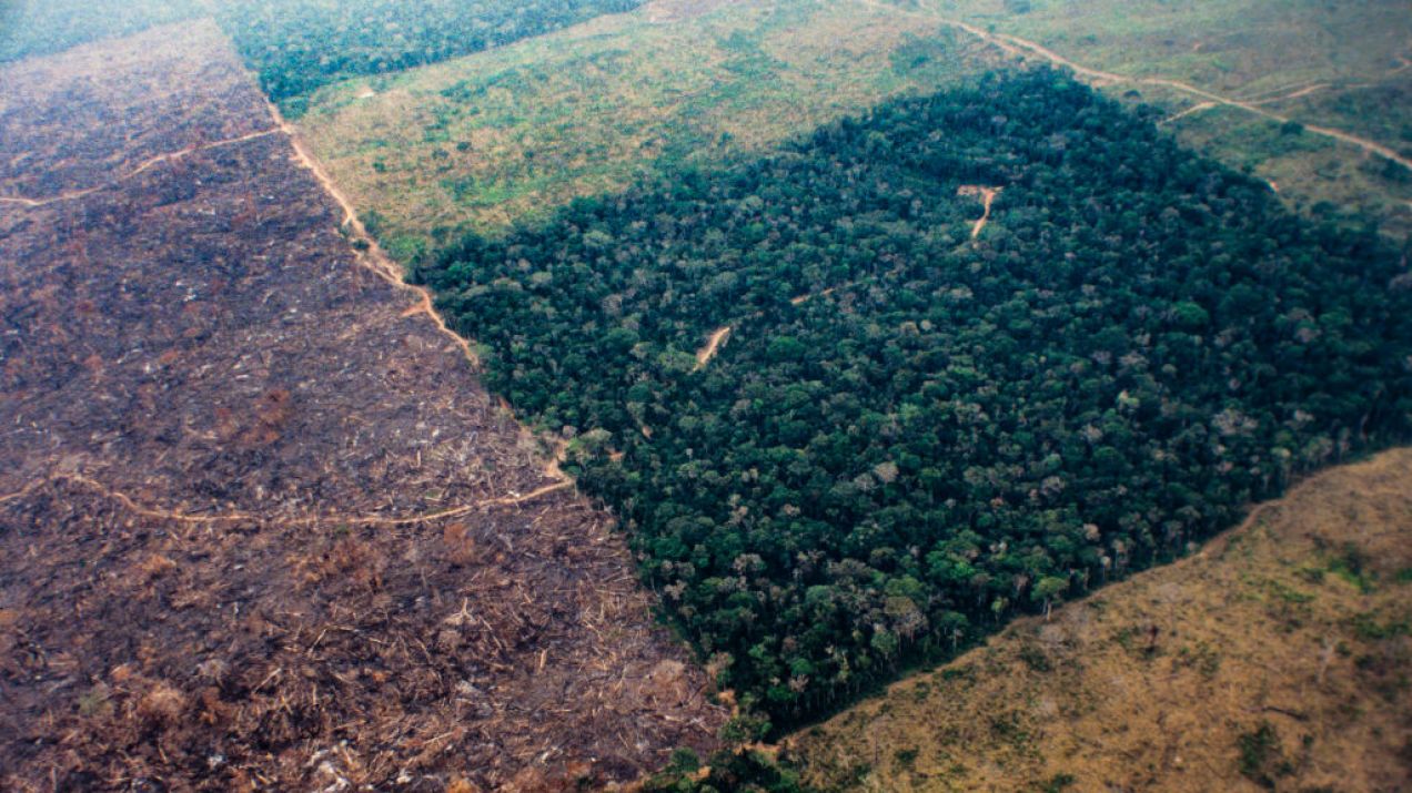 Największymi problemami są emisja gazów z paliw kopalnych i masowa wycinka lasów (fot. Getty Images)