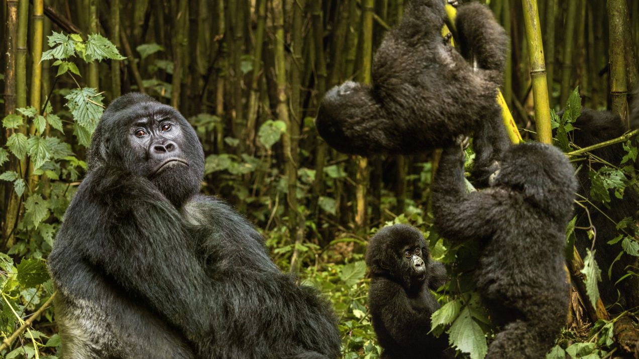 Życie społeczne goryli w dużym stopniu przypomina ludzkie przyjaźnie (fot. Getty Images/Ibrahim Suha Derbent)
