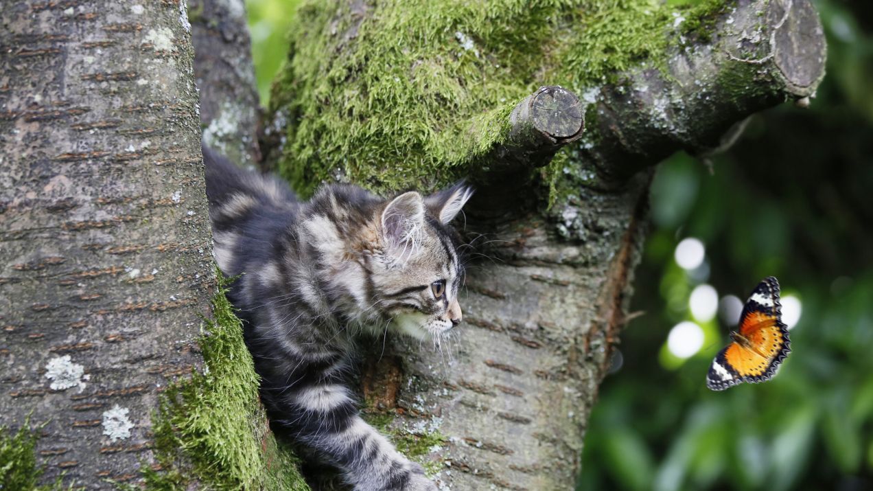 Koty domowe polują głównie na ptaki i małe gryzonie (fot. Getty Images)