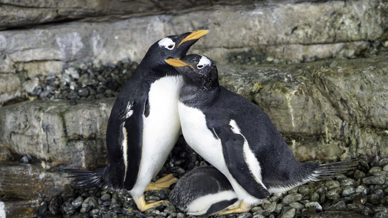 Para pingwinów tej samej płci została rodzicami. Świeżo upieczone mamy zaadoptowały jajo w hiszpańskim zoo