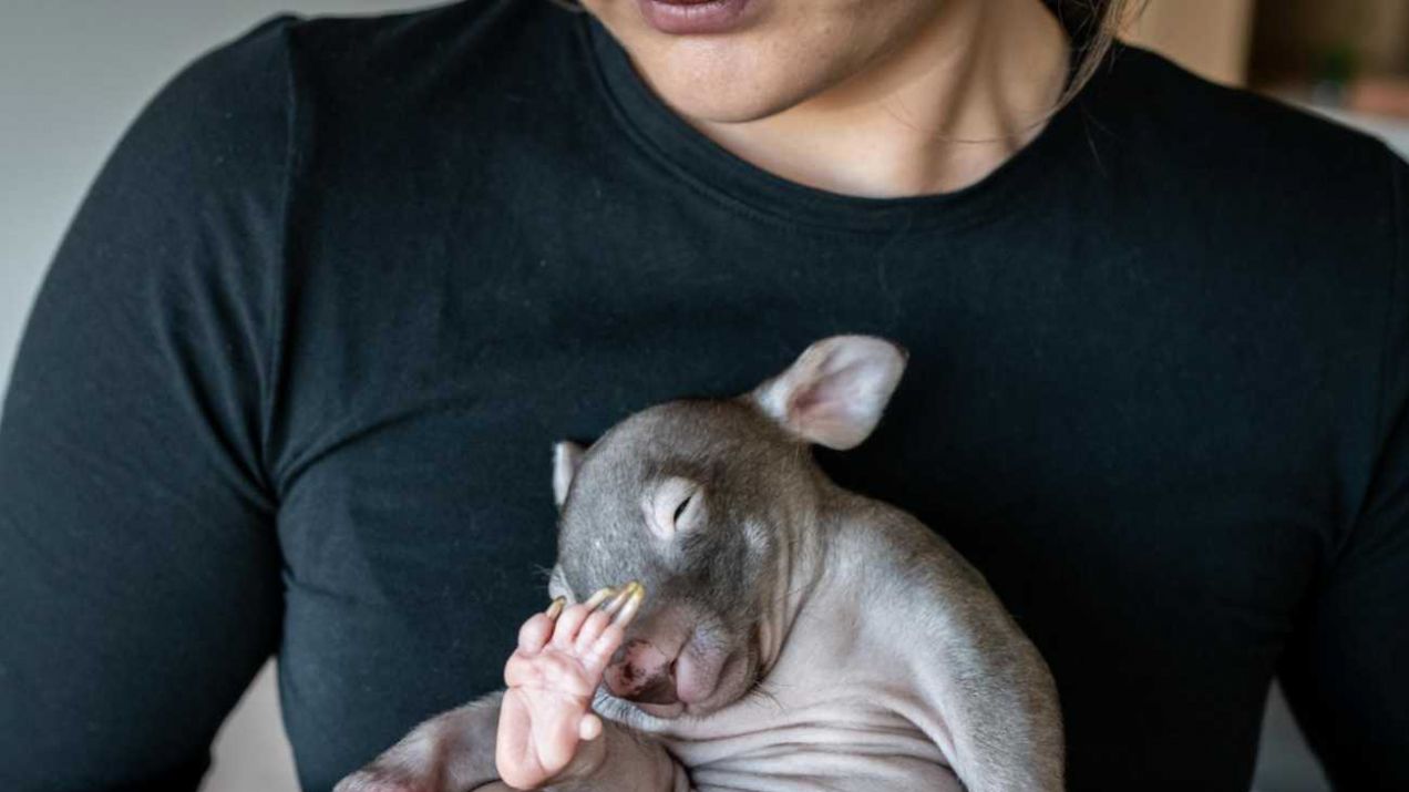 Emily Small, założycielka Goongerah Wombat Orphanage