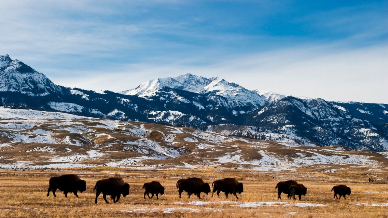 Park Narodowy Yellowstone:  dzikie zwierzęta. Co dzieje się w Yellowstone? (fot. Getty Images)