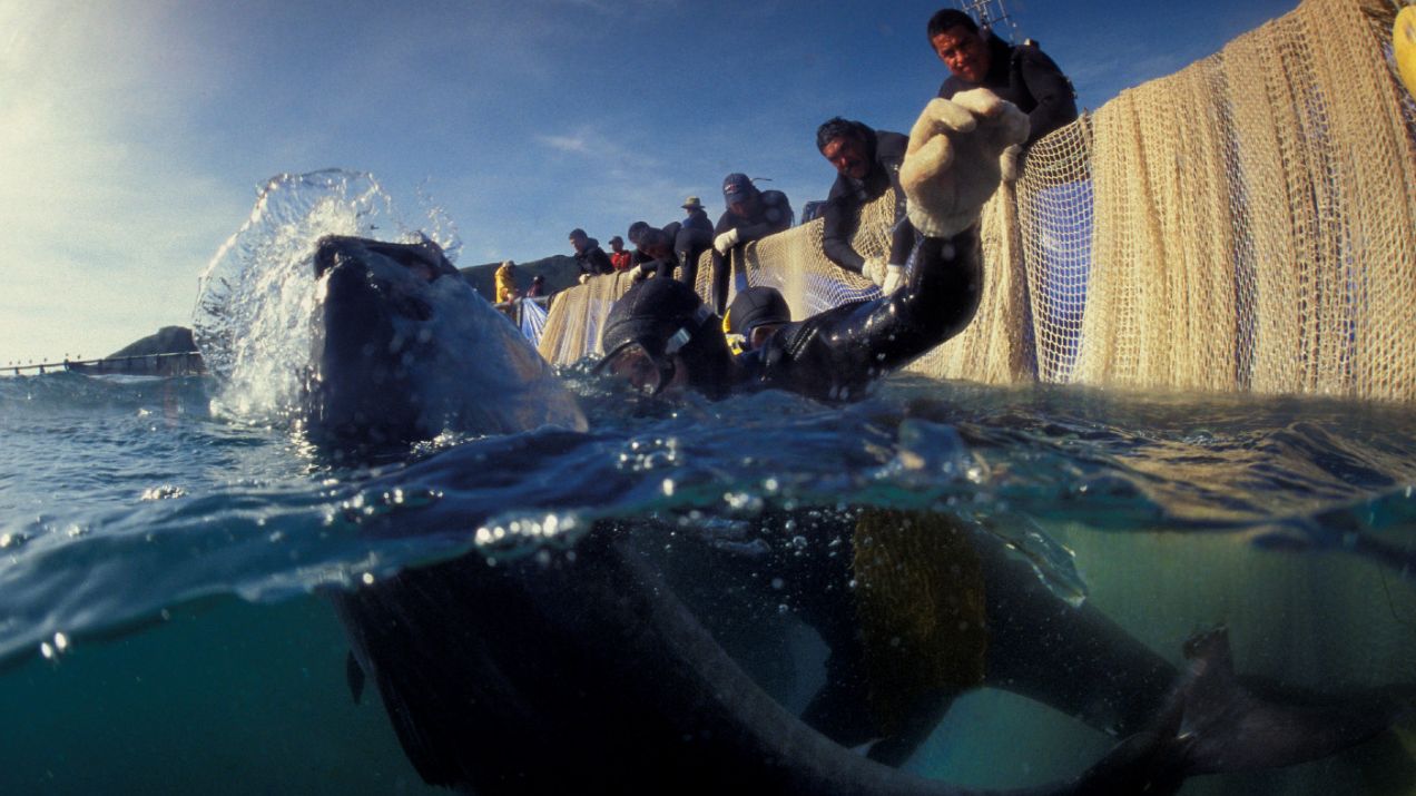 Tuńczyk błękitnopłetwy: czy ten najdroższy tuńczyk na świecie jest zagrożony wyginięciem?  (Photo by: Mark Conlin/VW PICS/UIG via Getty Image)