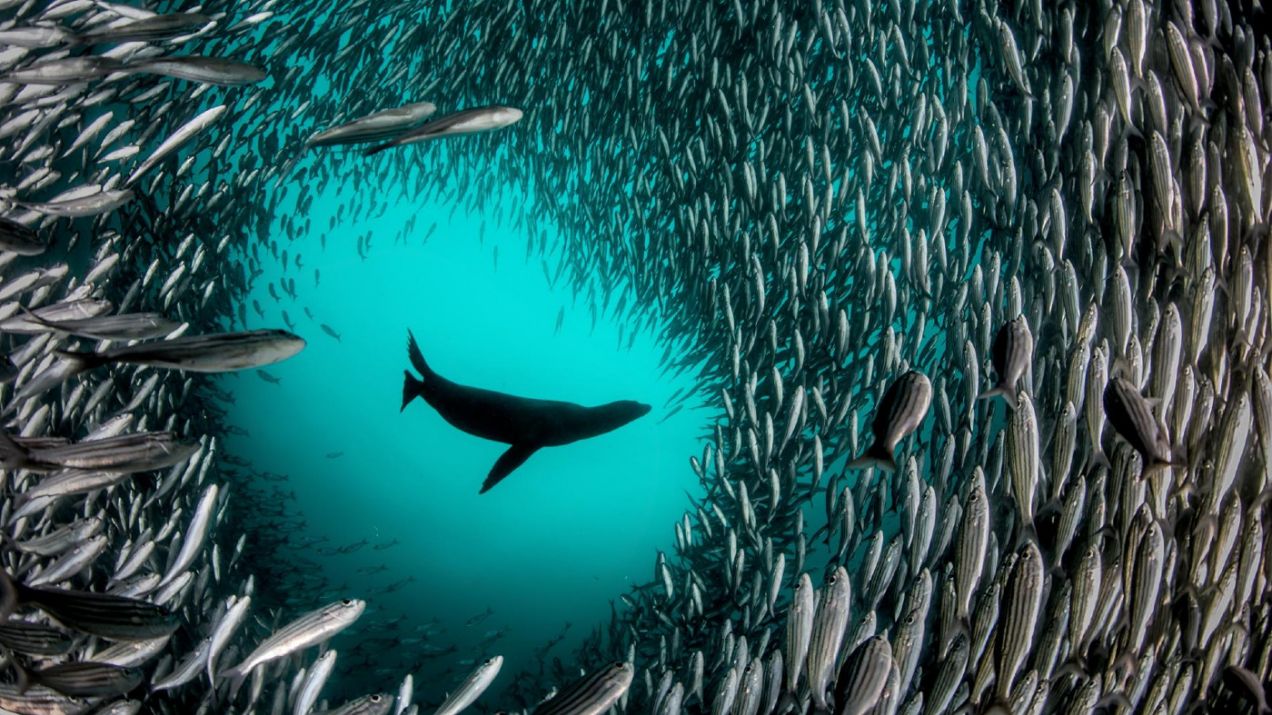 W 2015 roku do nowego rezerwatu wokół wysp Darwin i Wolf dodano ponad 15 000 mil kwadratowych chronionego obszaru, który jest zamknięty dla połowów. (fot. Enric Sala/National Geographic)