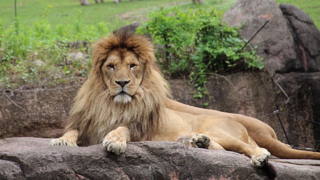 14-letni lew może zostać uśpiony (fot. Getty Images)