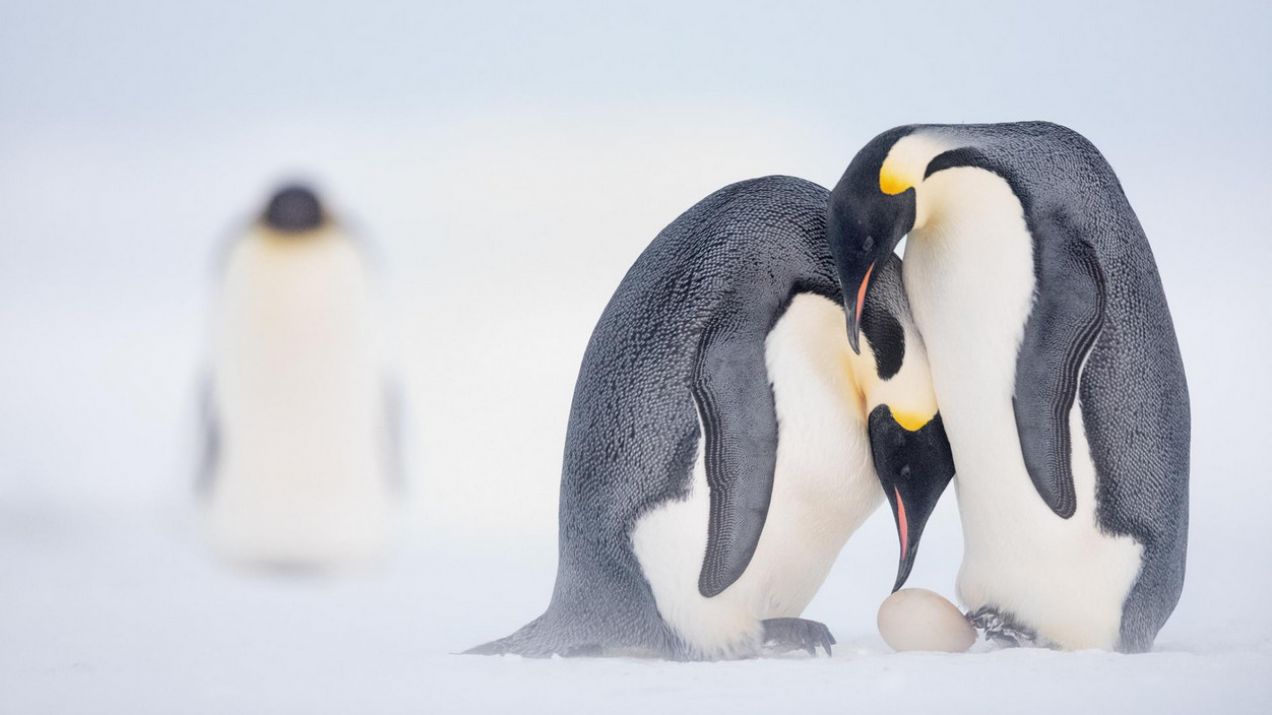 Globalne ocieplenie a pingwiny: czy pingwiny cesarskie mogą wyginąć? (Photograph by Stefan Christmann)