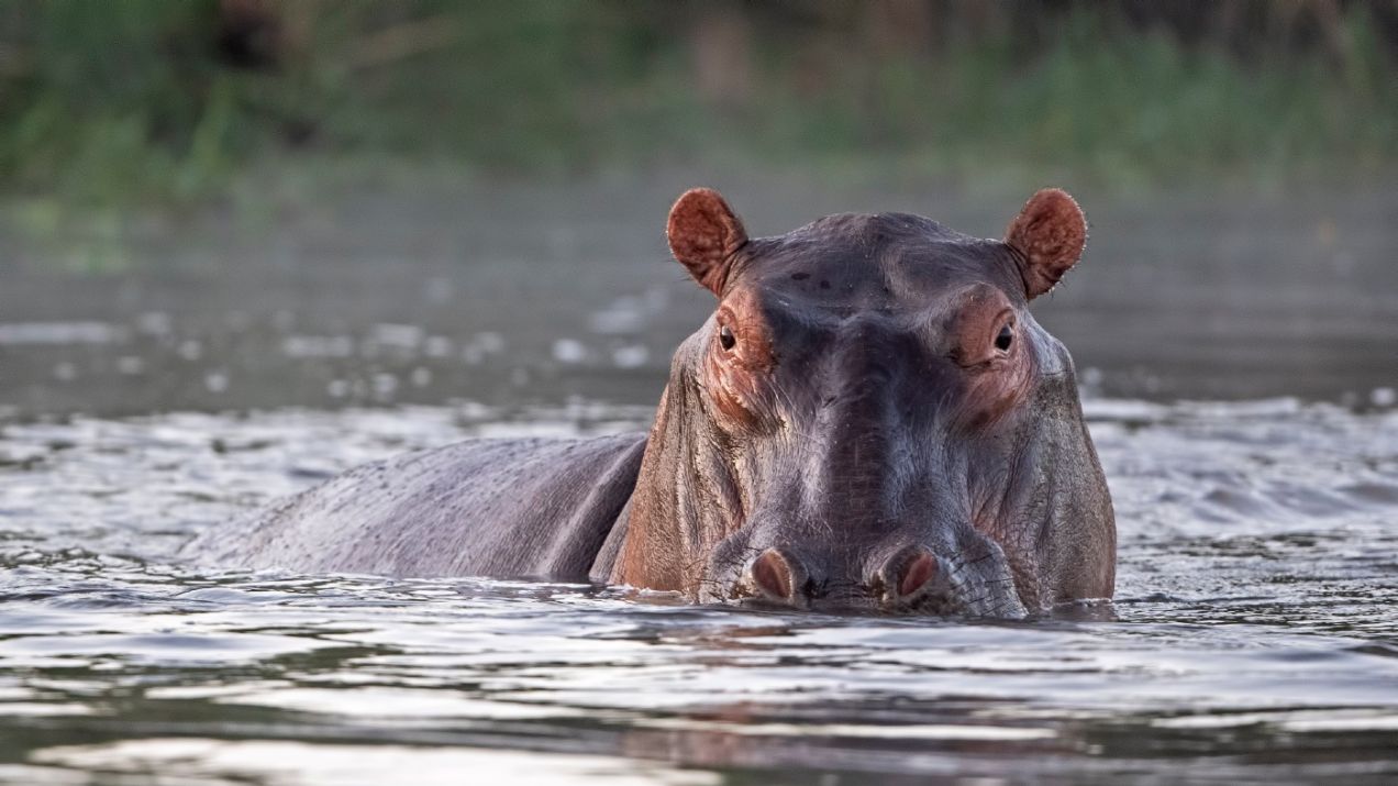 Hipopotam nilowy: czy jest niebezpieczny? Jakie są największe zagrożenia dla tego gatunku? (fot. Getty Images)