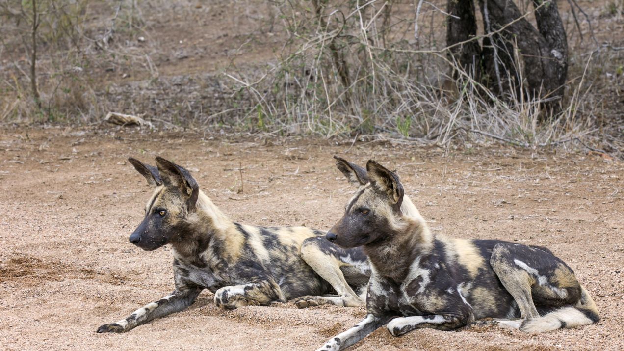 Likaon pstry: czego nie wiesz o ginącym dzikim afrykańskim psie? (fot. Getty Images)