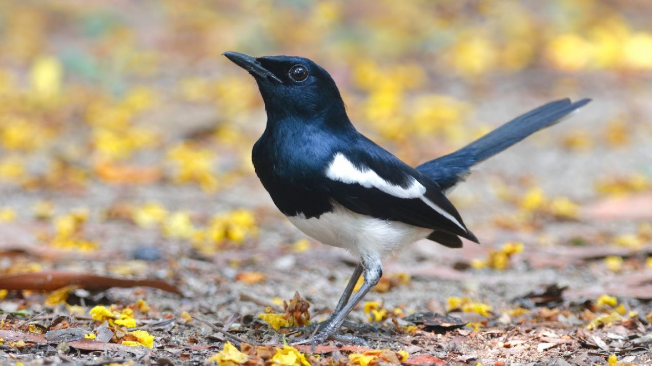 Sroki to jedne z najbardziej inteligentnych ptaków (fot. Getty Images)