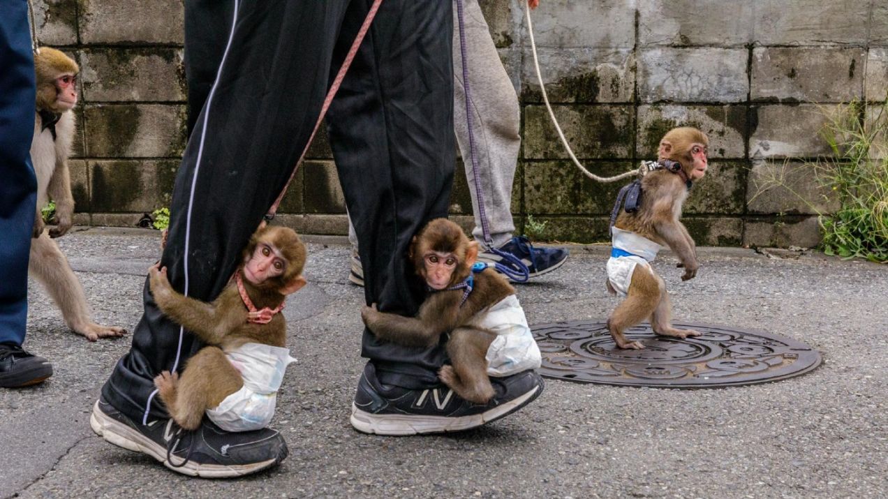 Treserzy zabierają swoich podopiecznych na spacery, małpy są uczone siadania na małych stołkach, chodzenia na szczudłach i przeskakiwania przez płotki (fot. JASPER DOEST)