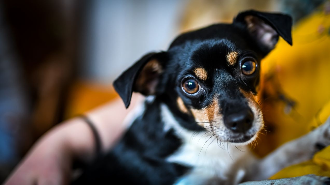 Urlop psacierzyński mogą też odebrać pracownicy, którzy adoptowali psa lub kota w ciągu minionych dwóch lat (fot. Getty Images)