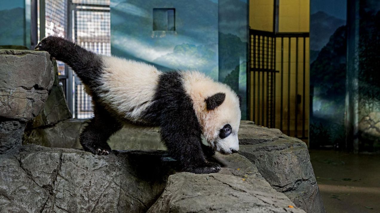 Bei Bei rozciąga się od skały do skały w swojej zagrodzie. Od urodzenia był gwiazdą w National Zoo. (PHOTOGRAPHS BY REBECCA HALE)