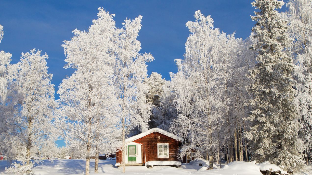 Laponia dla początkujących. Dzikie lasy, renifery, zorza i święty Mikołaj (fot. Getty Images)