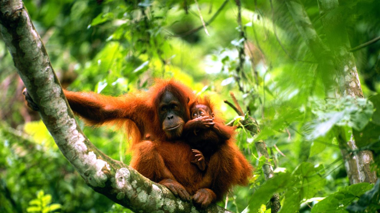 Orangutan borneański: występowanie, pożywienie i ciekawostki (fot. Getty Images)