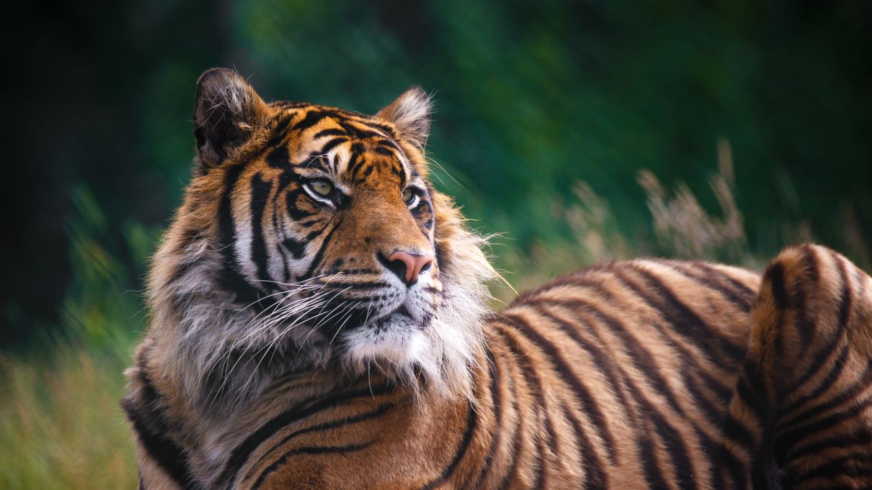 Kobieta chciała pogłaskać tygrysa, została dotkliwie pogryziona (fot. Getty Images)