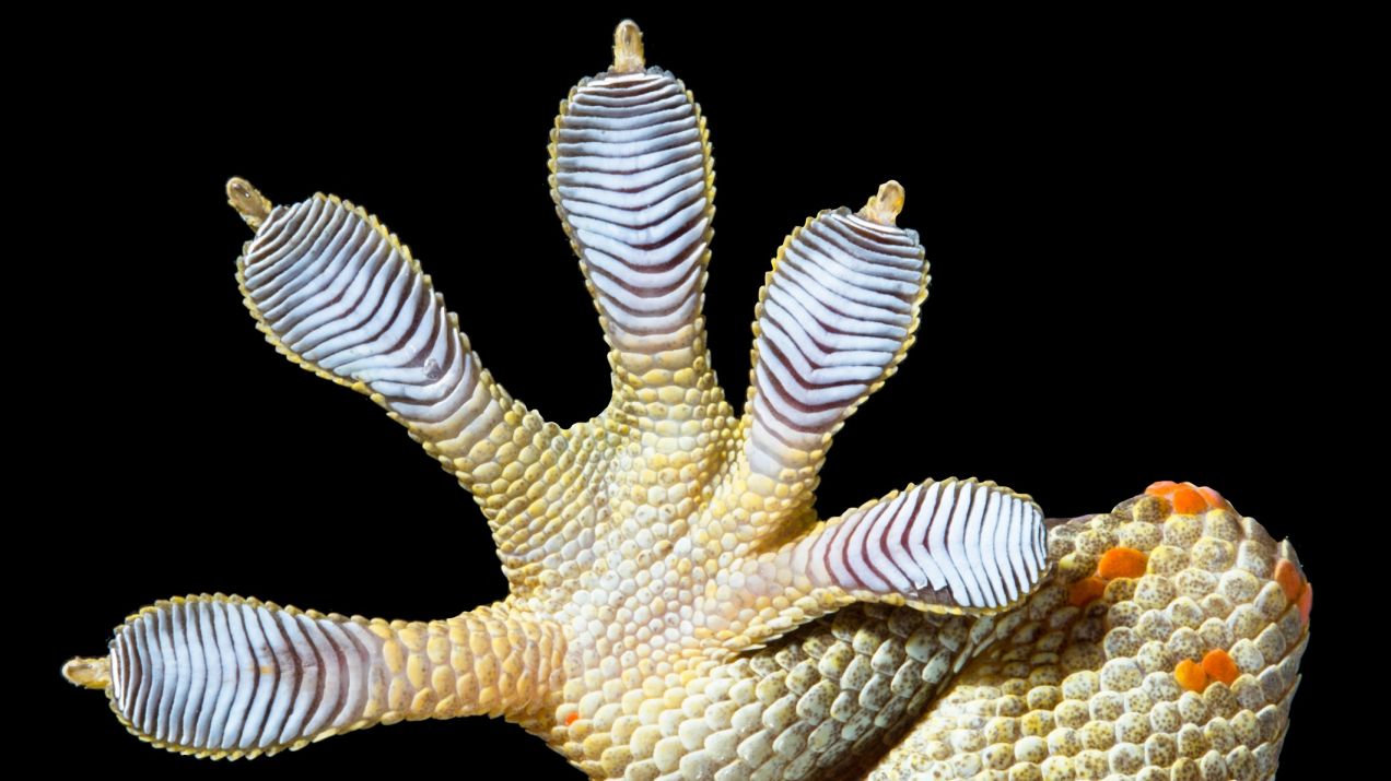 Łapa gekona pokryta jest siatką, która daje mu świetną przyczepność (fot. Getty Images)