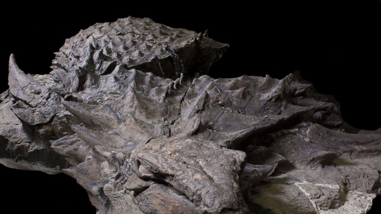 Mijający rok przyniósł wiele ważnych odkryć m.in. w paleontologii (fot. Royal Tyrrell Museum)