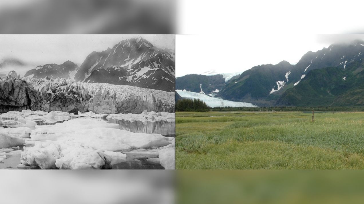 Pedersen Glacier, Alaska. Po lewej stan ok. 1920-1940 roku, po prawej - rok 2005 (fot. NASA/Images of Change)