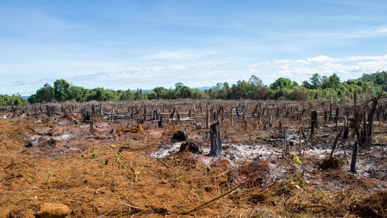 Susze, pożary, wycinka drzew - to tylko niektóre z zagrożeń dla bioróżnorodności (fot. Getty Images)