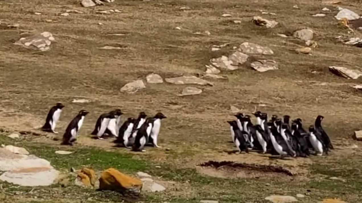To spotkanie pingwinów stało się wiralem (fot. YouTube/ The Southern Barlows)