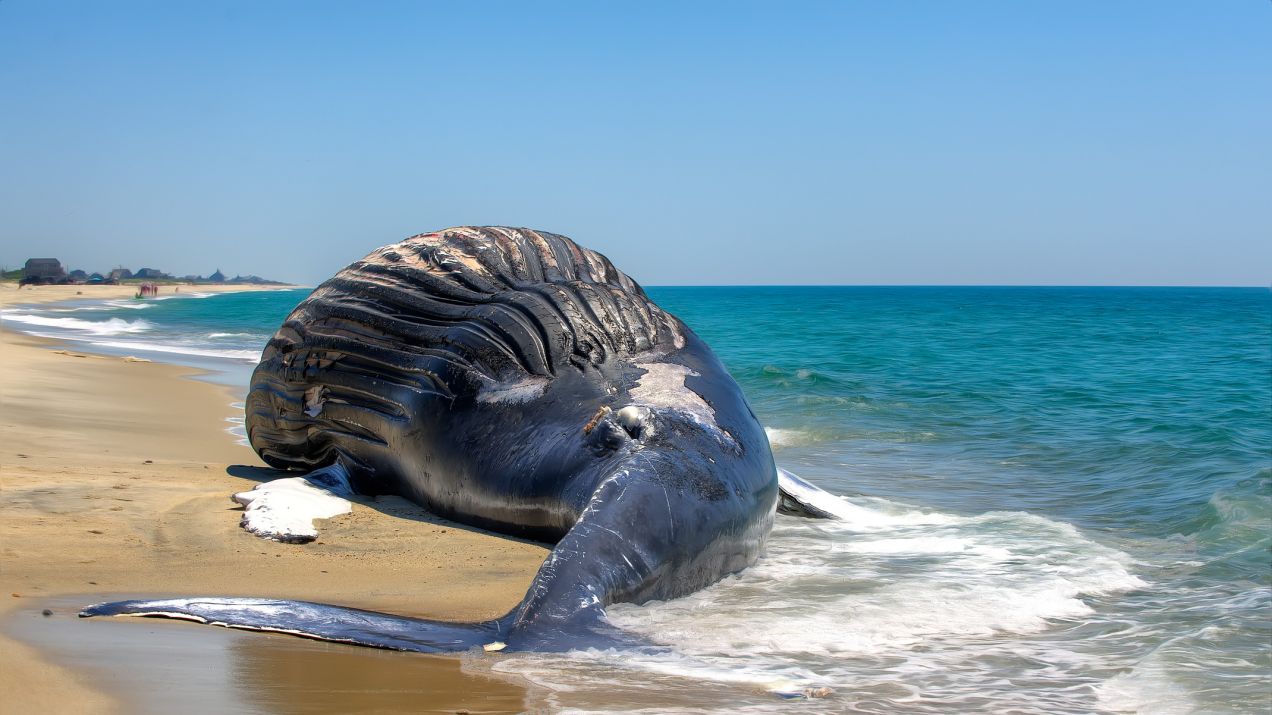 W jelitach zbłąkanego wieloryba znaleziono plastik (fot. Getty Image)