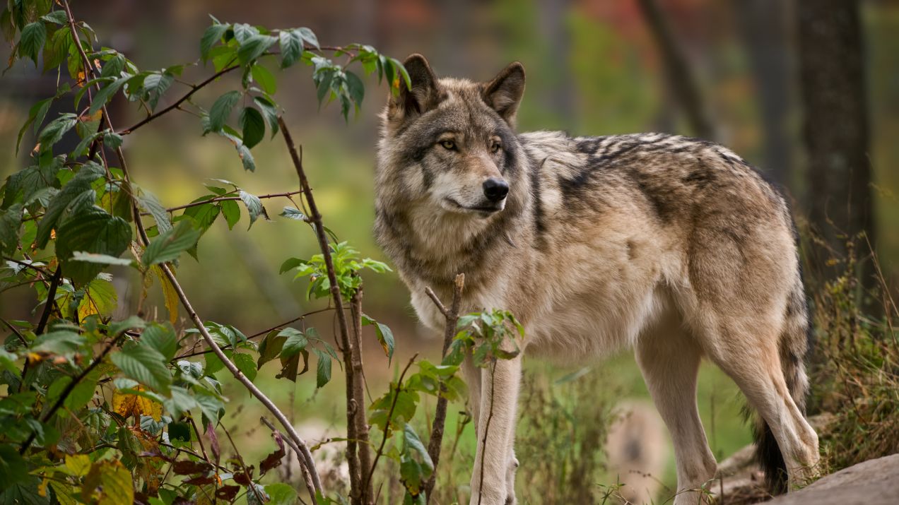 GDOŚ wydał zgodę na odstrzelenie czterech wilków (fot. Getty Images)