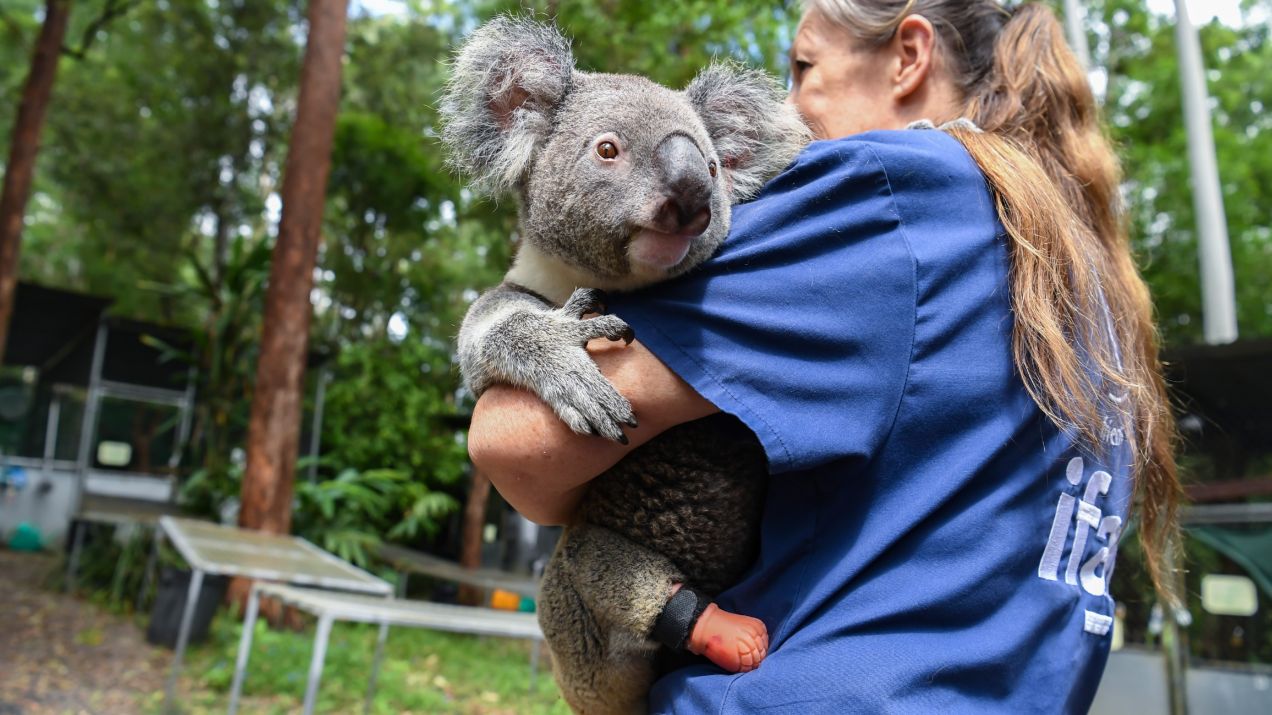 Pięcioletni koala, który urodził się bez jednej łapy, otrzymał protezę. Mieszka w ośrodku prowadzonym przez Friends of the Koala Lismore w Australii (fot. Getty Images)